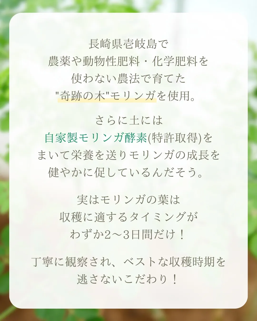 ✨新発売✨モリンガそうめん!