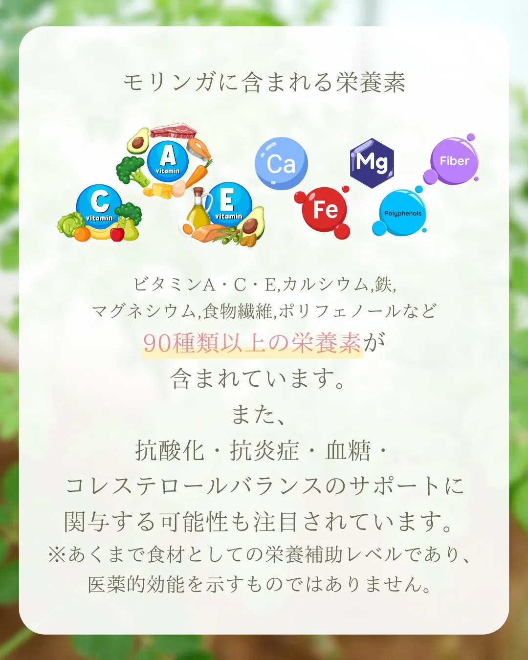 ✨新発売✨モリンガそうめん!